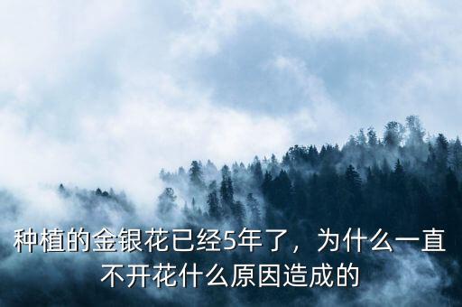 種植的金銀花已經(jīng)5年了，為什么一直不開(kāi)花什么原因造成的