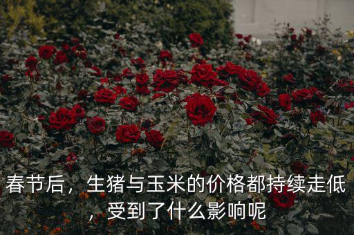 春節(jié)后，生豬與玉米的價(jià)格都持續(xù)走低，受到了什么影響呢