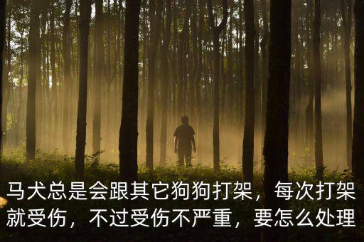 馬犬總是會跟其它狗狗打架，每次打架就受傷，不過受傷不嚴(yán)重，要怎么處理