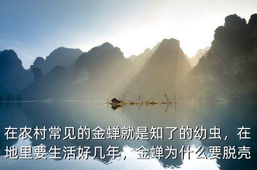 在農(nóng)村常見的金蟬就是知了的幼蟲，在地里要生活好幾年，金蟬為什么要脫殼