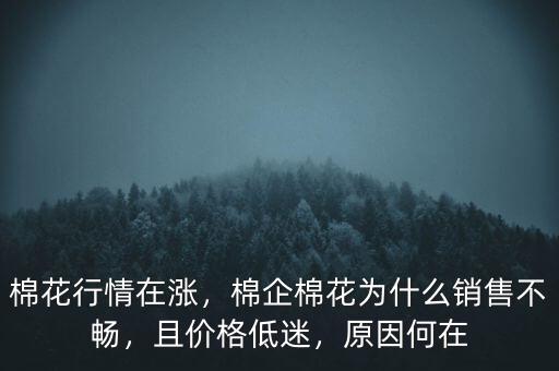 棉花行情在漲，棉企棉花為什么銷售不暢，且價(jià)格低迷，原因何在