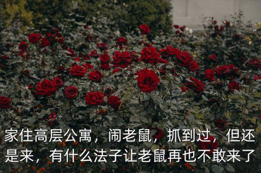 家住高層公寓，鬧老鼠，抓到過，但還是來，有什么法子讓老鼠再也不敢來了