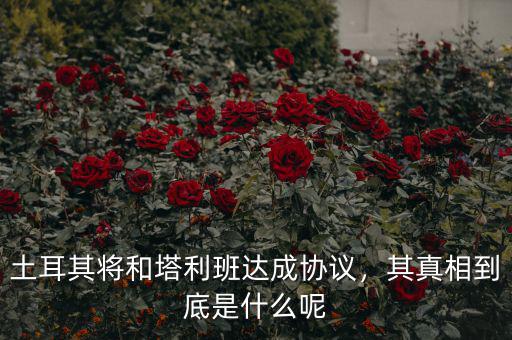土耳其將和塔利班達(dá)成協(xié)議，其真相到底是什么呢