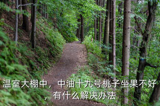 溫室大棚中，中油十九號桃子坐果不好，有什么解決辦法