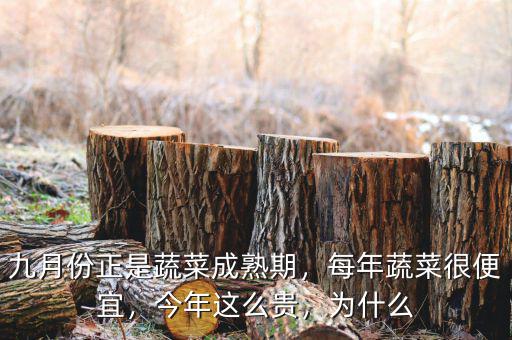 九月份正是蔬菜成熟期，每年蔬菜很便宜，今年這么貴，為什么