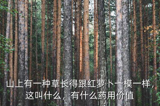 山上有一種草長(zhǎng)得跟紅蘿卜一模一樣，這叫什么，有什么藥用價(jià)值