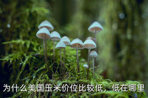 為什么美國(guó)玉米價(jià)位比較低，低在哪里