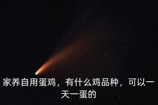 家養(yǎng)自用蛋雞，有什么雞品種，可以一天一蛋的