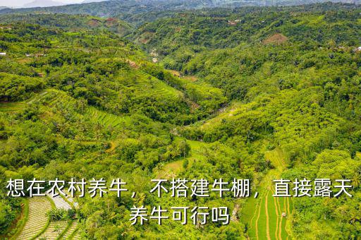想在農(nóng)村養(yǎng)牛，不搭建牛棚，直接露天養(yǎng)?？尚袉? class=