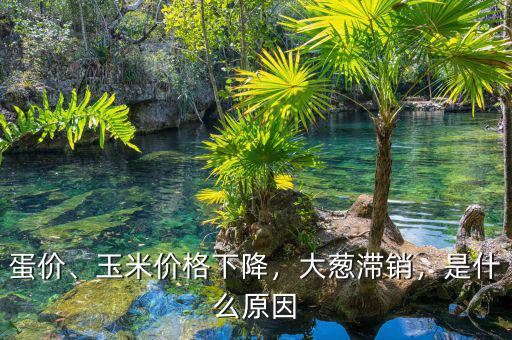蛋價(jià)、玉米價(jià)格下降，大蔥滯銷(xiāo)，是什么原因