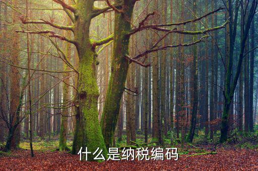什么是納稅登記編碼，什么是納稅編碼
