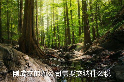 新成立的公司報什么稅，公司成立后需要交那些稅