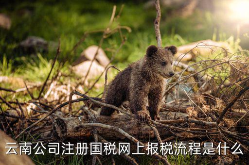 如何進入云南網(wǎng)上稅務申報系統(tǒng)，如何進行網(wǎng)上稅務申報