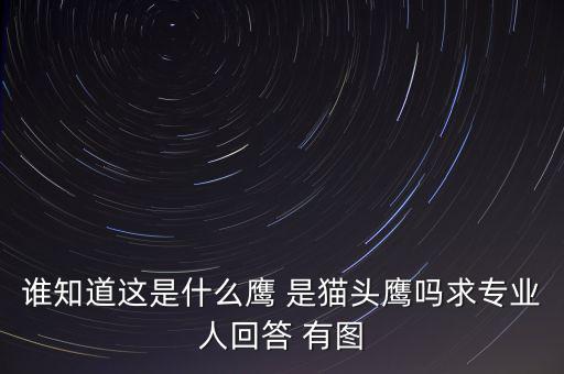 頭長的像鷹是什么鴿子，有那種飛禽類似鷹但又比鷹小專捕食鴿子
