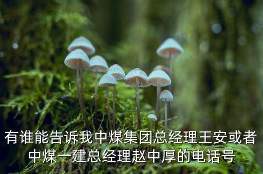 中煤王安是什么級別，王安被稱為什么