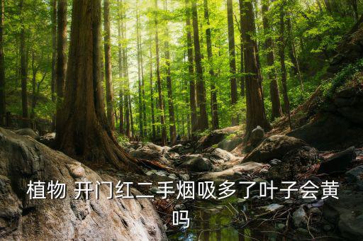  植物 開門紅二手煙吸多了葉子會(huì)黃嗎