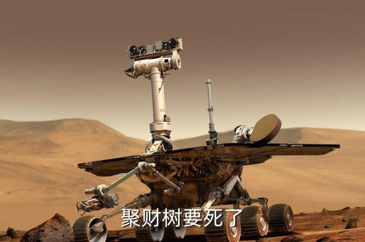 聚才樹能用什么肥，聚財(cái)樹要死了
