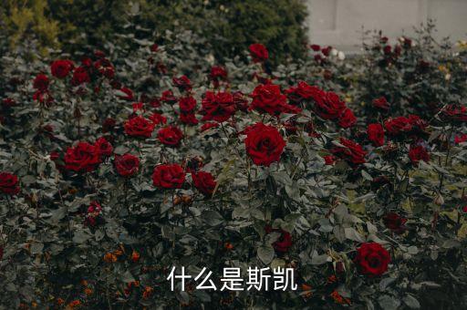 海洋核動(dòng)力平臺(tái)是什么，什么是斯凱