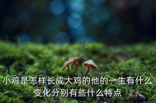 小j雞為什么變大成價(jià)值，寶寶的小雞雞為什么一摸就會(huì)變大