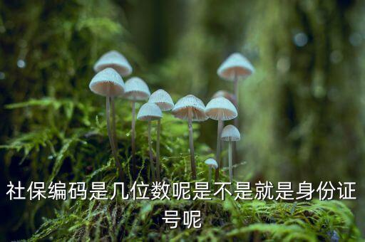 單位社保編碼14位是什么，什么是社保編號