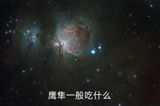 雛鷹吃什么，老鷹會吃什么