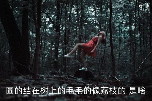 圓的結(jié)在樹上的毛毛的像荔枝的 是啥