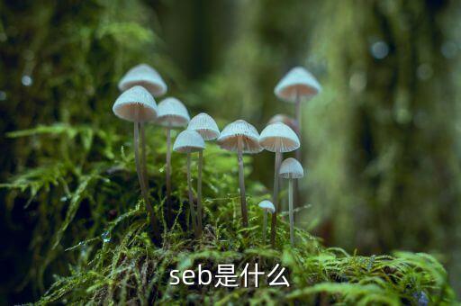 SEB需求挖掘分別指什么，sebtiment什么意思