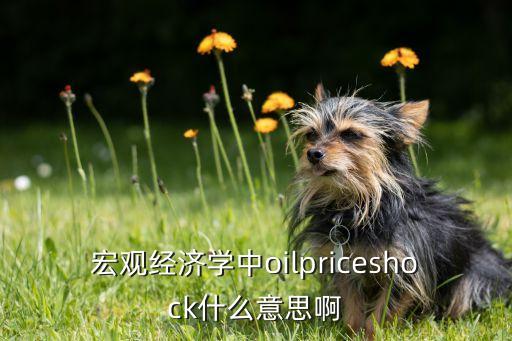 宏觀(guān)經(jīng)濟(jì)學(xué)中oilpriceshock什么意思啊
