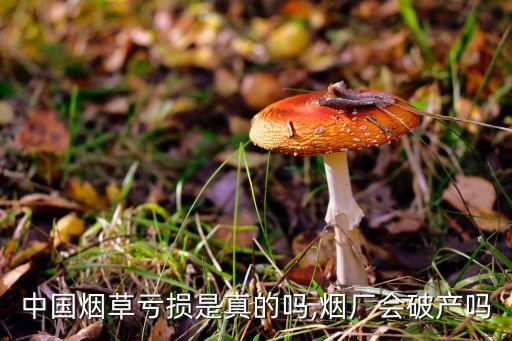 中國(guó)煙草虧損是真的嗎,煙廠(chǎng)會(huì)破產(chǎn)嗎