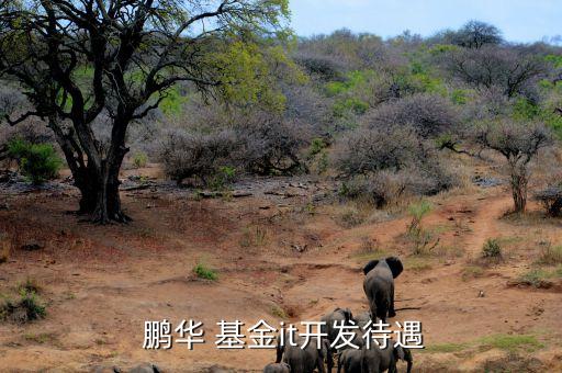  鵬華 基金it開(kāi)發(fā)待遇