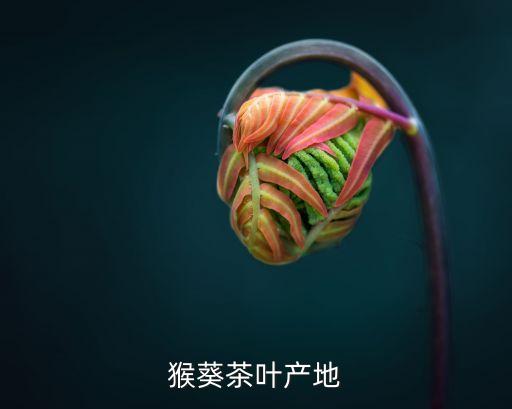猴葵茶葉產地