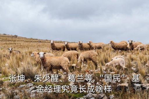 張坤、朱少醒、葛蘭等,“國民” 基金經(jīng)理究竟長成啥樣