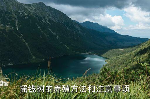 搖錢(qián)樹(shù)的養(yǎng)殖方法和注意事項(xiàng)