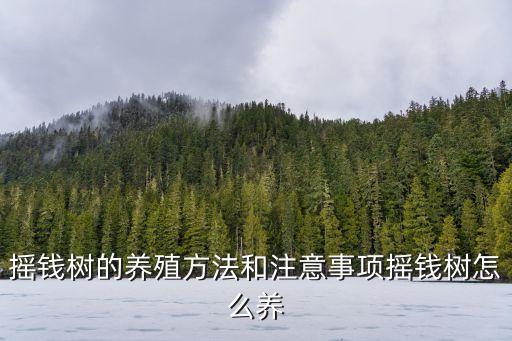 搖錢(qián)樹(shù)的養(yǎng)殖方法和注意事項(xiàng)搖錢(qián)樹(shù)怎么養(yǎng)