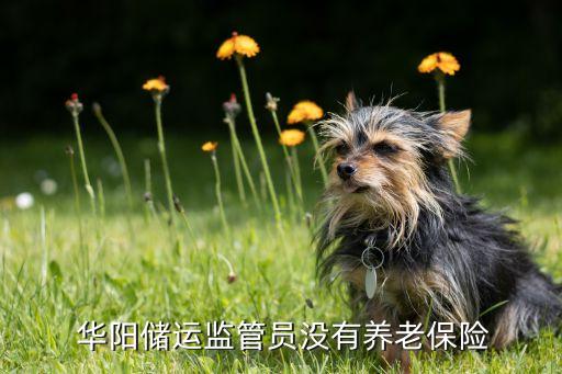  華陽(yáng)儲(chǔ)運(yùn)監(jiān)管員沒有養(yǎng)老保險(xiǎn)