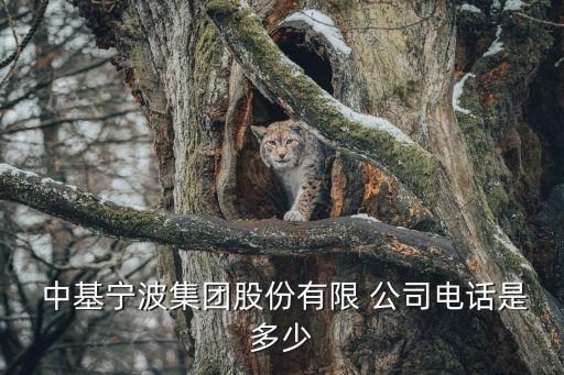 中基寧波集團(tuán)股份有限 公司電話(huà)是多少