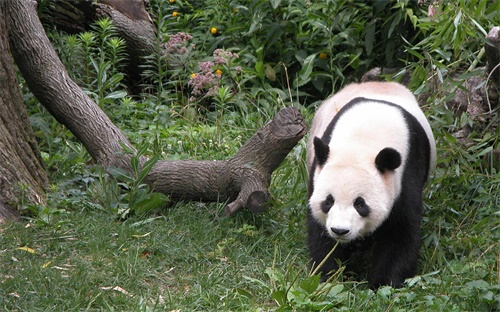 猴幣賣(mài)多少錢(qián)市場(chǎng),現(xiàn)在猴幣價(jià)多少